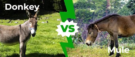 Donkey vs Mule:5 Key Differences Explained - A-Z Animals