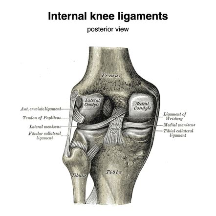 Knee Muscle Anatomy Mri : The Radiology Assistant Shoulder Anatomy Mri - digi-butter-wall