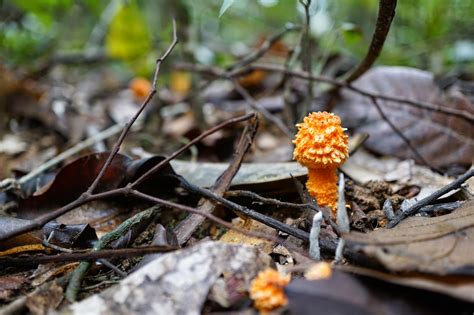 fungus hunting: Fungus and conservation at Sakaerat biosphere reserve (Thailand)