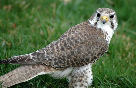 Prairie Falcon Facts, Pictures, Habitat, Predators, Pictures