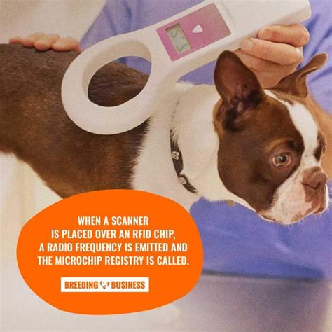 Dog Microchipping (Pet Identification) — Procedure, Price, FAQ & Reviews