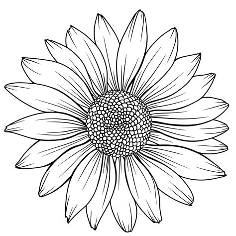 Daisy Flower Drawing, Sunflower Drawing, Flower Sketches, Flower Art Painting, Flower Pattern ...