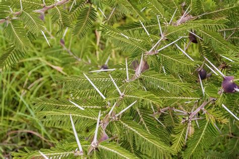 Thorns in Africa stock image. Image of bush, game, reserve - 59236813