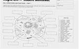 Animal Cells Worksheet Answers Lovely Plant Cell Coloring Page  sketch template