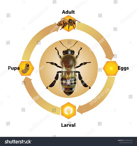 271 imágenes de Wasp life cycle - Imágenes, fotos y vectores de stock ...