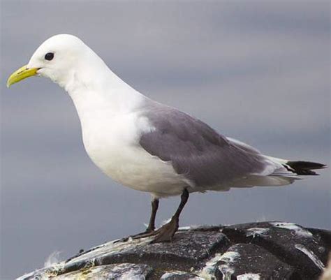 Black-legged kittiwake | Birds of India | Bird World