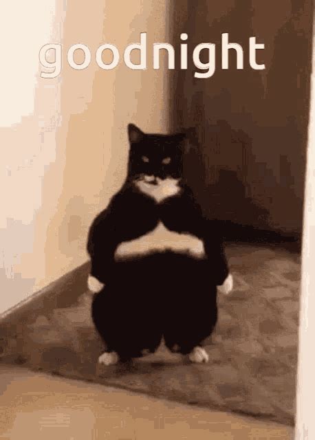 Funny Good Night Greeting Angry Fat Cat GIF | GIFDB.com