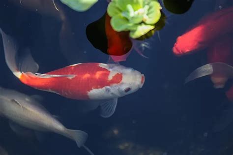 Swim Bladder Disease in Goldfish (Causes, Symptoms, Treatment & Prevention) - Betta Care Fish Guide