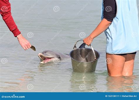 Dolphin Feeding in Monkey Mia Shark Bay Western Australia Editorial ...