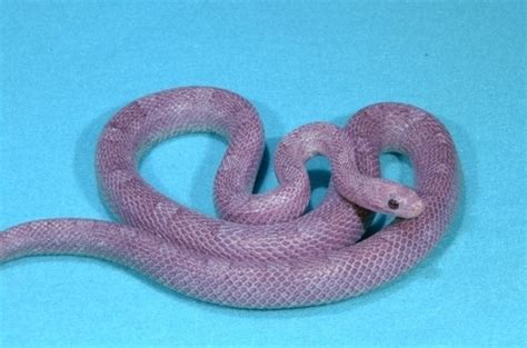 Purple Corn Snake | Corn snake, Snake, Pet snake