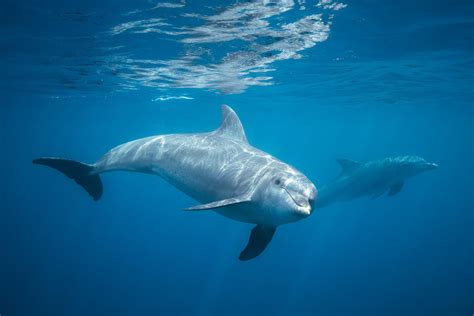 Underwater photography / Bottlenose dolphin - Underwater Photography