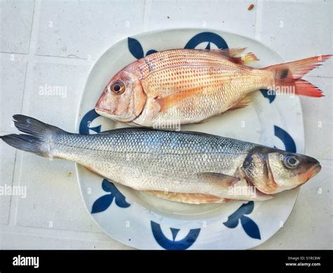 Sea bream and sea bass, fresh wild fish Stock Photo - Alamy