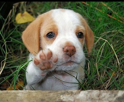 Imágenes de Perritos o Cachorros - BloggerGifs