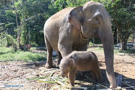 In pics: baby Sumatran elephant with her mother - Xinhua | English.news.cn