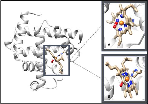 [DIAGRAM] Structure Of Myoglobin Diagram - MYDIAGRAM.ONLINE