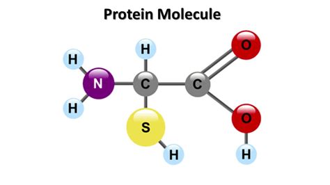 Protein molecule & The Limitations of Most Scientists' Knowledge - YouTube