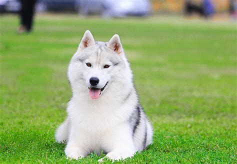 Siberian Husky Dog - Complete Guide & Facts - Animal Corner