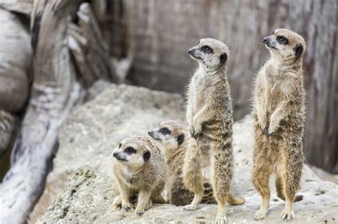 Auckland Zoo in Auckland