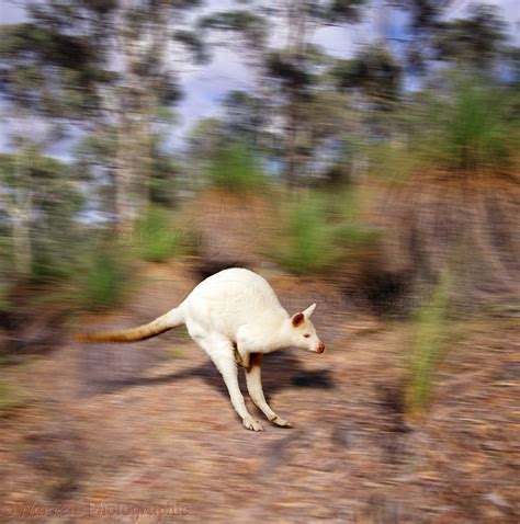 Albino wallaby photo WP01512