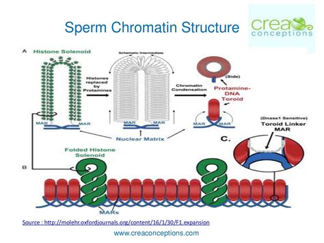 Sperm DNA Fragmentation