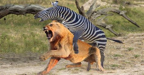 Lion vs Zebra Fight Comparison || Who Will Win? || Wild Fighting.