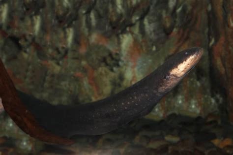 Freshwater Eel: Families, Species, Care, And More - Aquariadise