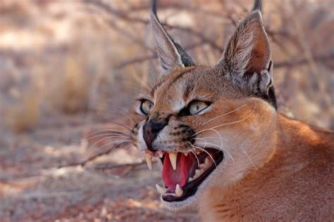 17 Caracal Cat Facts – Are Caracals Dangerous to Humans & More