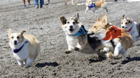 Corgi Races at Emerald Downs | Seattle Area Family Fun Calendar | ParentMap