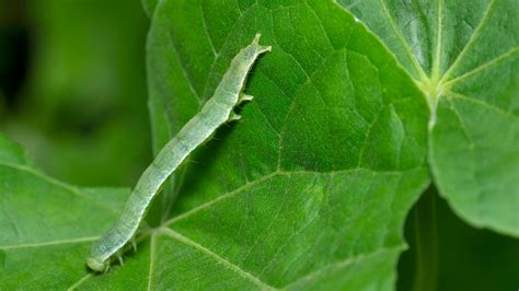 Cabbage Loopers: What Are They and How Can You Control Them? • Gardenary