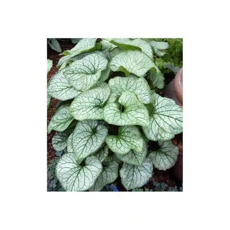 Brunnera Jack Frost 1 Gallon - Hands Garden Center