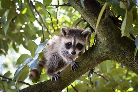 raccoon in tree during day - Provides A Good Bloggers Ajax