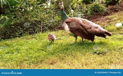 Mother Peafowl with Babies Feeding in Zoo. Pavo Cristatus Stock Footage ...