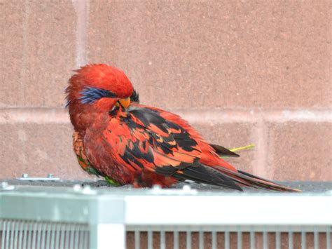 The Online Zoo - Blue-streaked Lory