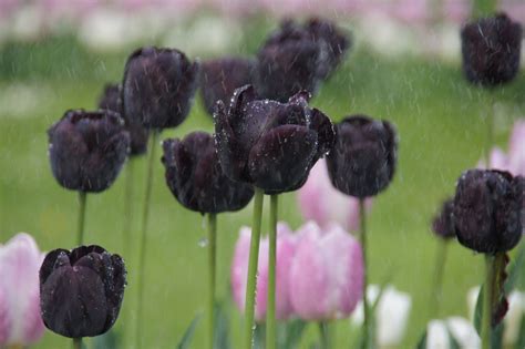 Black tulip