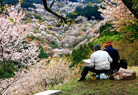 The 6 Best Places to See Cherry Blossoms in Nara, Japan | CuddlyNest