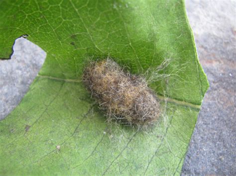 Milkweed Tussock Moth: Identification, Life Cycle, Facts & Pictures