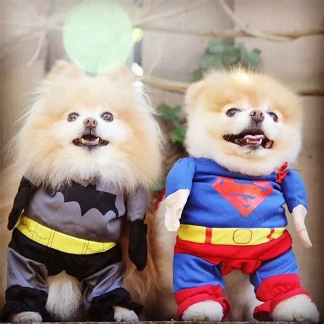 Pomerian | Halloween para perros, Perros pomerania, Disfraces para perros