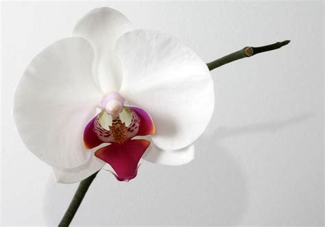 File:Phalaenopsis Orchid.jpg