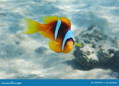 Clown fish in coral reef stock image. Image of underwater - 135697811