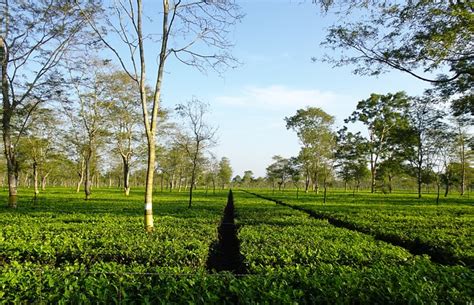 Tea Garden Assam Camellia - Free photo on Pixabay - Pixabay