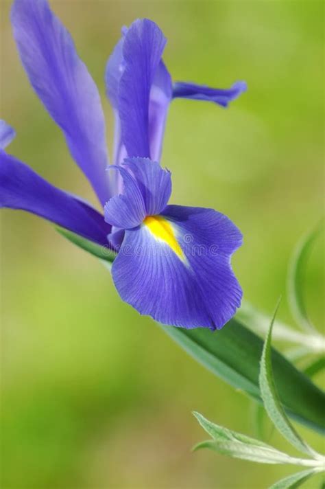 Blue Iris Flower stock photo. Image of petal, green, blooming - 17058256