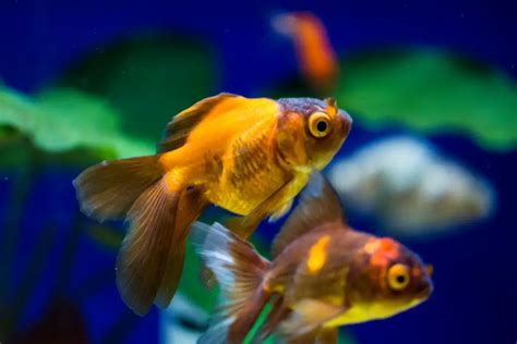 Oranda Goldfish Care: How to Care for Oranda Goldfish with Fact Sheet