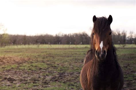 23 Popular Pony Breeds: Everything You Need to Know - A-Z Animals