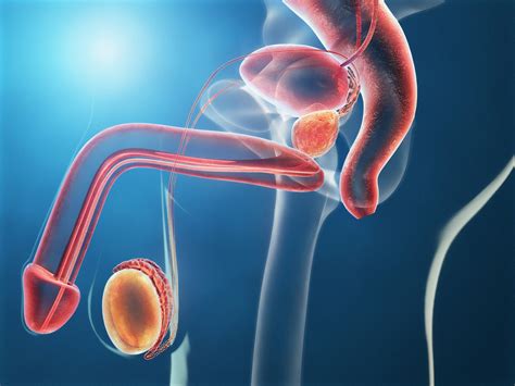 Prostate Cancer - 3D medical animations + 3D medical illustrations