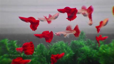 Aquarium Guppy Full Red Big Dorsal - YouTube