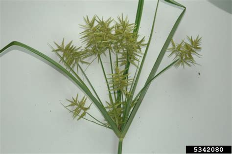 Nutsedge | Home & Garden Information Center