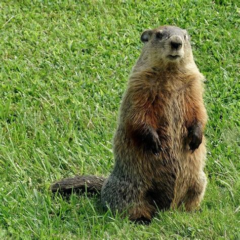 do groundhogs climb up trees - Lindsy Sauls