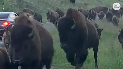 Giant bison slams into car at Yellowstone during stampede