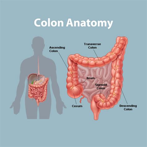 Intestine,Appendix & colon – GBMC Jordan