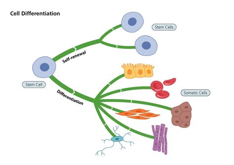 What Are Stem Cells - Stem Cells Past Present And Future Stem Cell ...